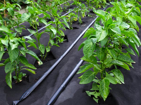 Garden Fabric - What you Need to Know